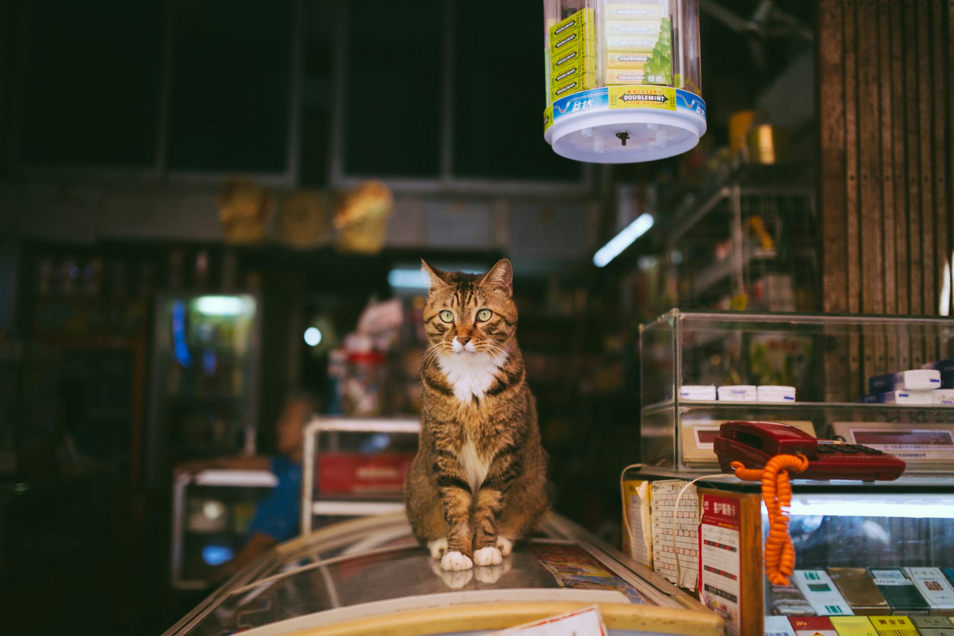 Mở Pet Shop tại TP.HCM: Bài học từ 4 điểm bán thực tế và lối thoát biên lợi nhuận