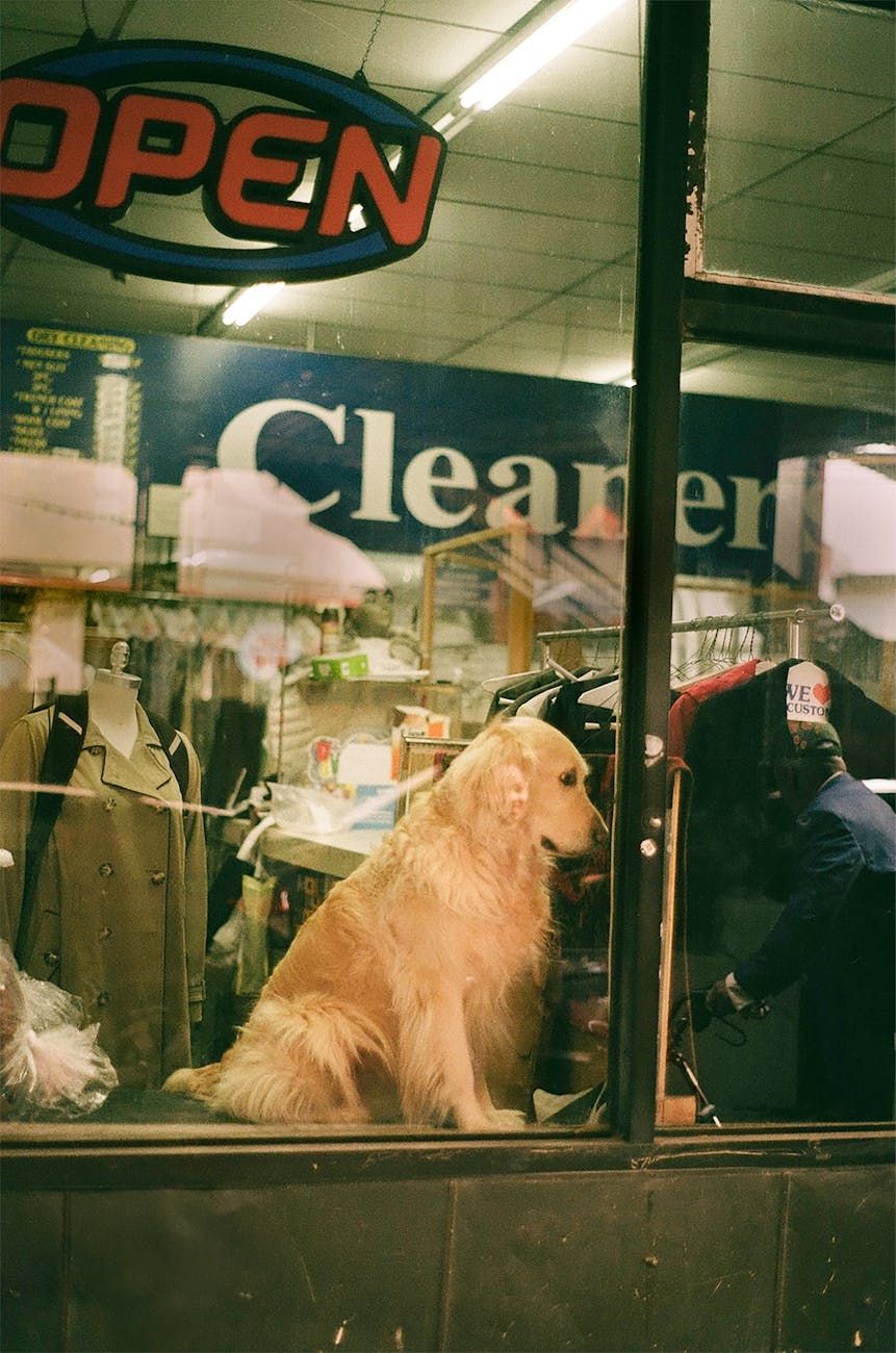 Freeship 5km Gò Vấp: Cơ hội vàng cho Petshop nhỏ cạnh tranh chuỗi lớn