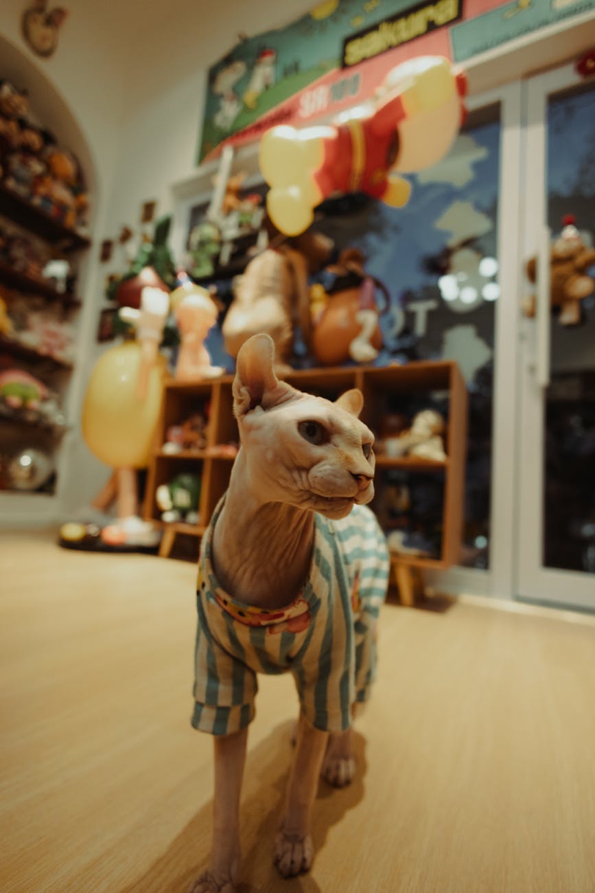 Mở mắt kinh doanh mèo tai cụp – Tối ưu doanh thu theo mùa cùng 6 shop uy tín Q3