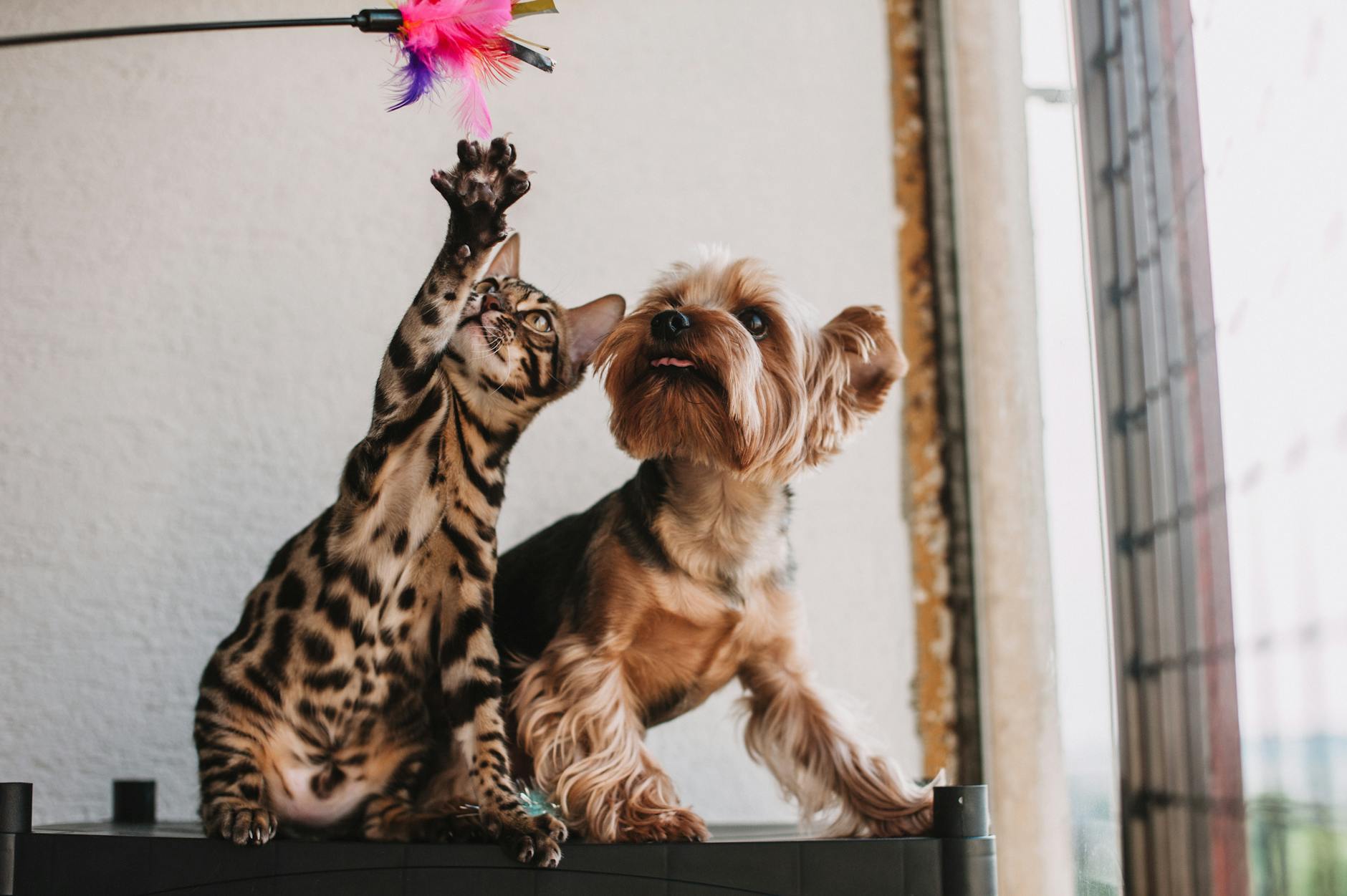 pet store near me: TikTok đánh giá “gần” — Google Business xác minh “tin”