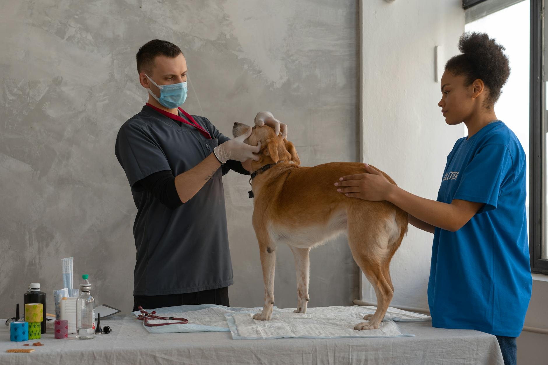 Mùa Bệnh & Mùa Lông: Kinh Doanh Petshop Làm Sao Bớt “Cháy Vốn”?