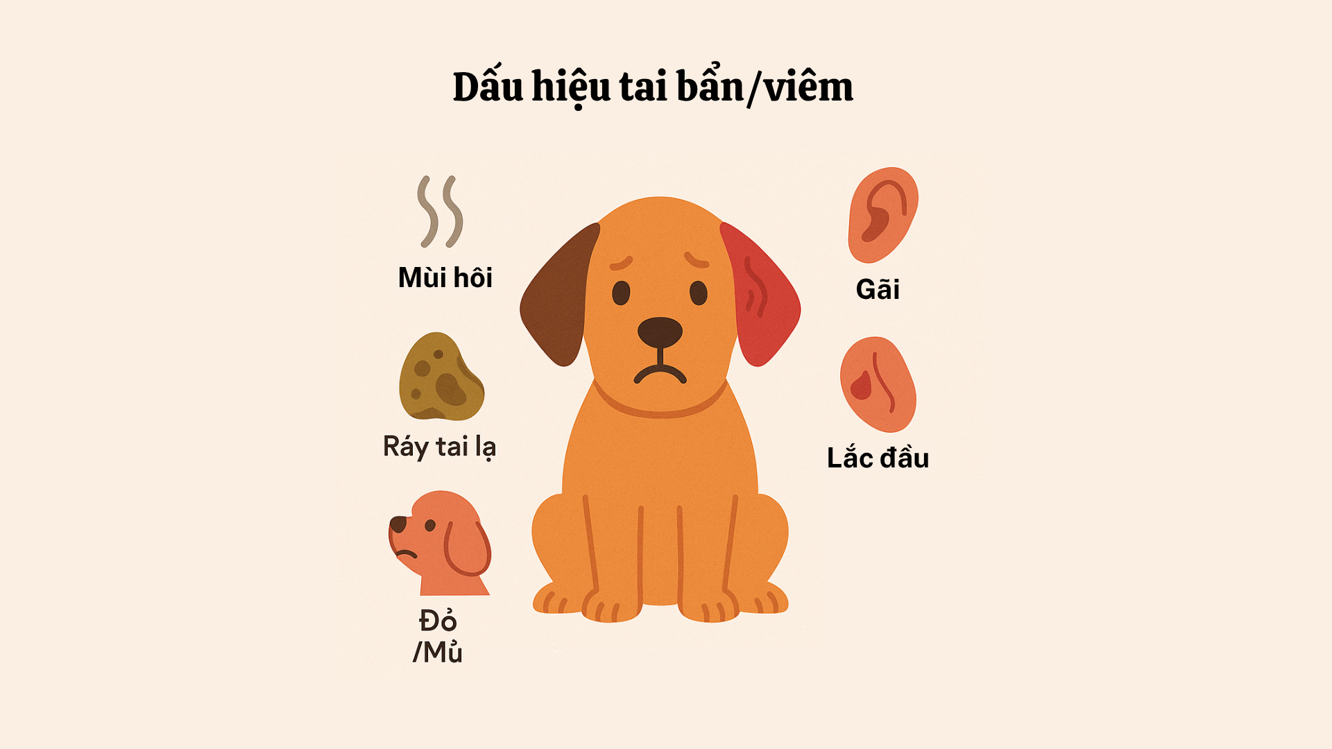 Tai Cho Vệ Sinh Tai Cho Chó Đúng Cách Ngừa Viêm Tai Hiệu Quả - Hello Con Sen ...