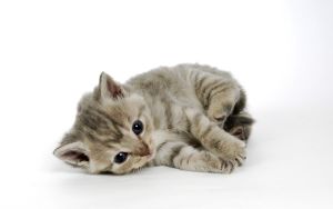 Mèo Mẹ Không Đủ Sữa: Cách Sử Dụng Sữa Cho Mèo Con Đúng Cách