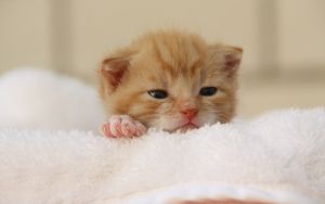 Cách Chọn Loại Sữa Cho Mèo Phù Hợp Tùy Theo Độ Tuổi
