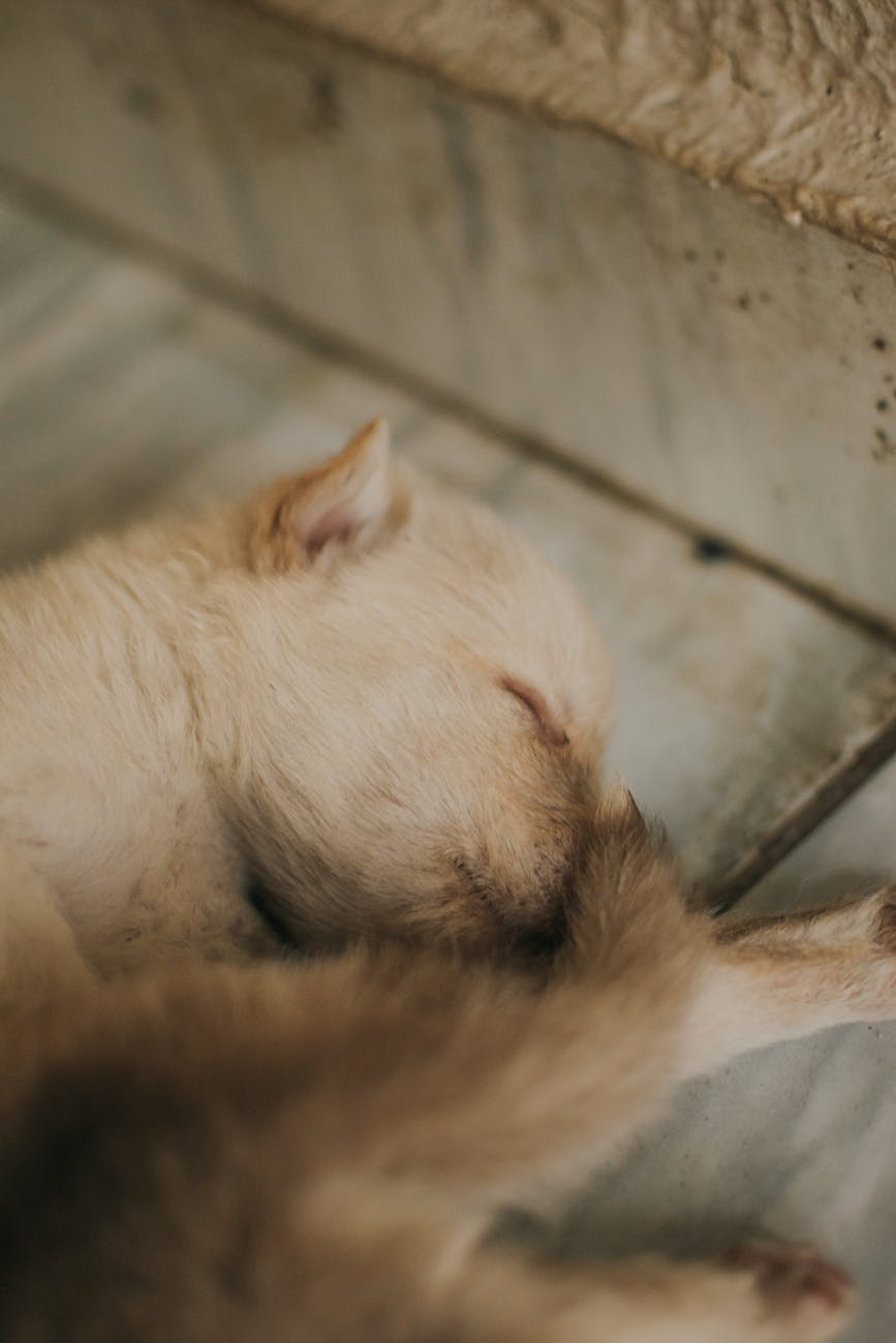 Cơ sở grooming phong cách Hàn/Nhật tại TP.HCM: Thiết kế không gian bán lẻ như một công cụ tăng doanh thu