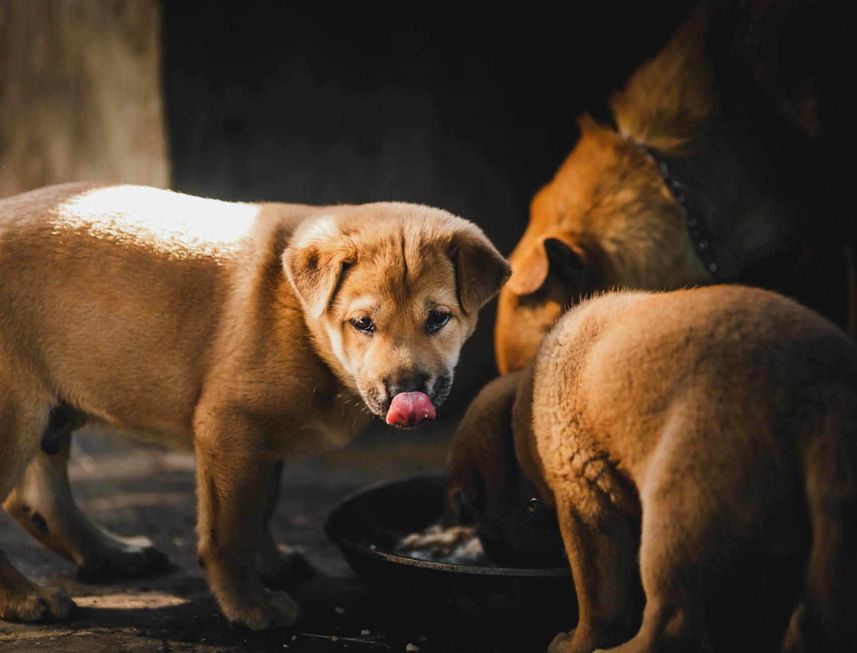 Cơ sở grooming phong cách Hàn/Nhật tại TP.HCM: 9 Góc nhìn Dịch Vụ Khách Hàng Đáng Học