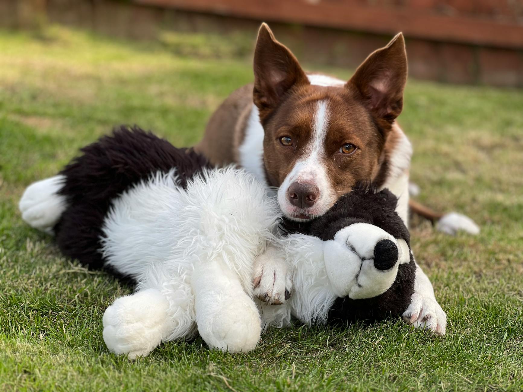 Pet shop có tích điểm/thẻ thành viên ở TP.HCM: Góc nhìn nhân sự & vận hành thực chiến