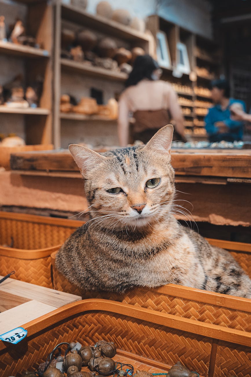 Pet shop có tích điểm/thẻ thành viên ở TP.HCM – Bài học sống sót cho chủ shop nhỏ giữa “bão” chuỗi lớn