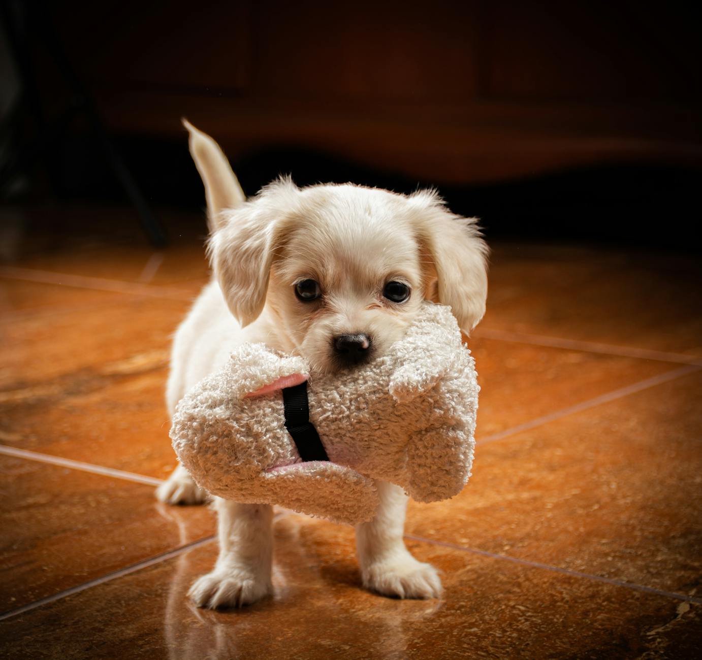 Pet shop mở cửa muộn/24h tại Thái Nguyên – Cơ hội thị trường & bài toán tài chính thực tế cho chủ shop