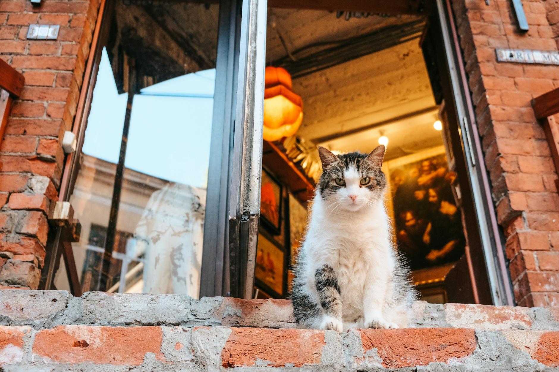 Pet shop mở cửa muộn/24h tại Hải Phòng – 5 góc nhìn cạnh tranh gián tiếp cho chủ shop nhỏ