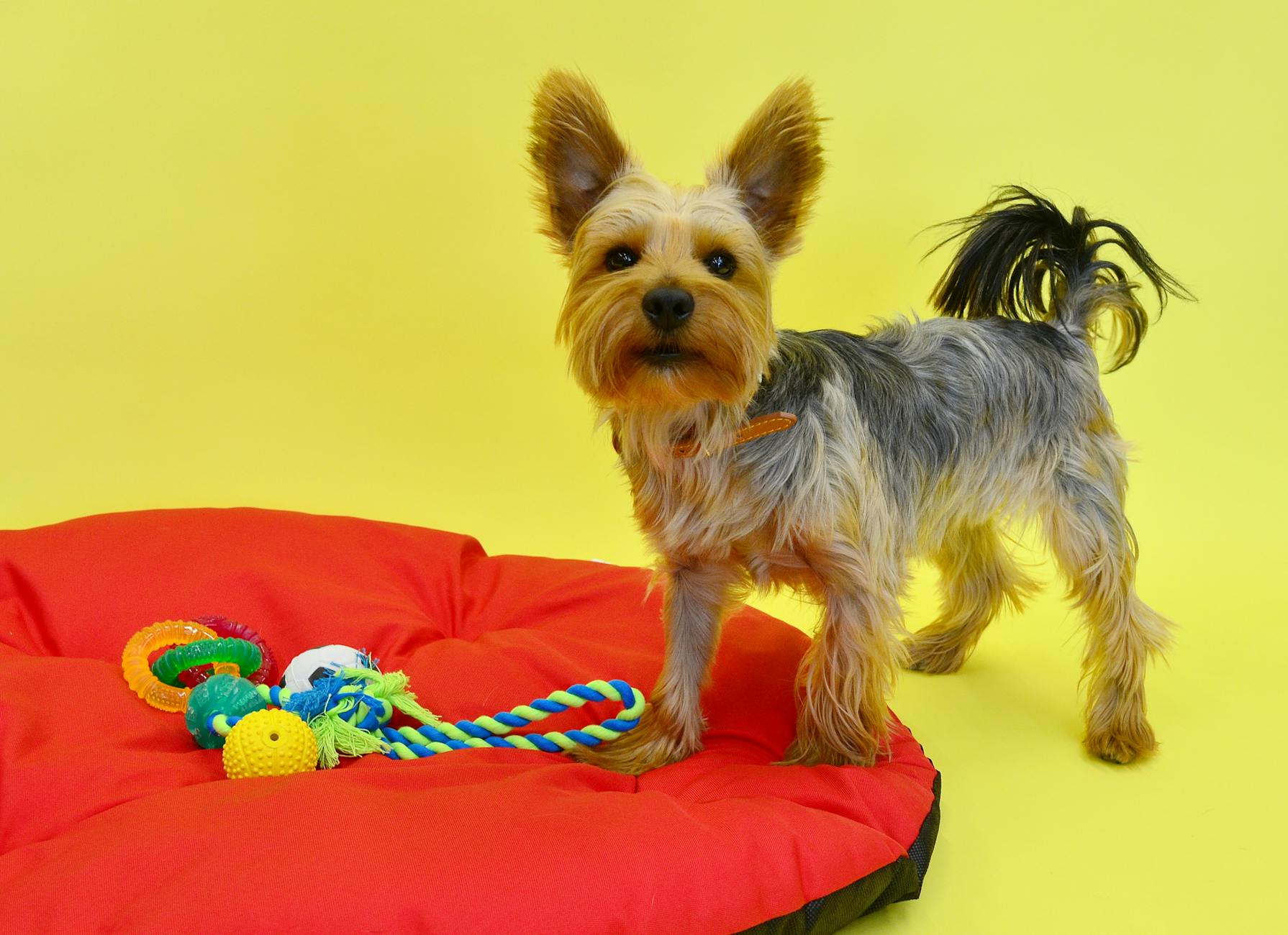 Pet shop mở cửa muộn tại Quận Thanh Khê Đà Nẵng – Góc nhìn dịch vụ khách hàng thực chiến