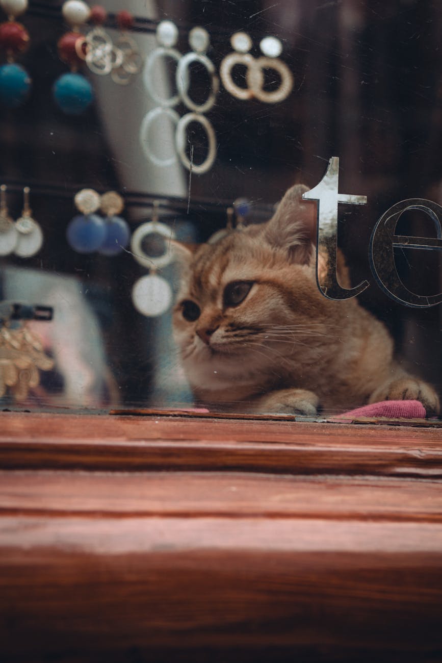 Pet shop mở cửa muộn tại Quận Ngũ Hành Sơn – Bài học xương máu cho người mới khởi nghiệp