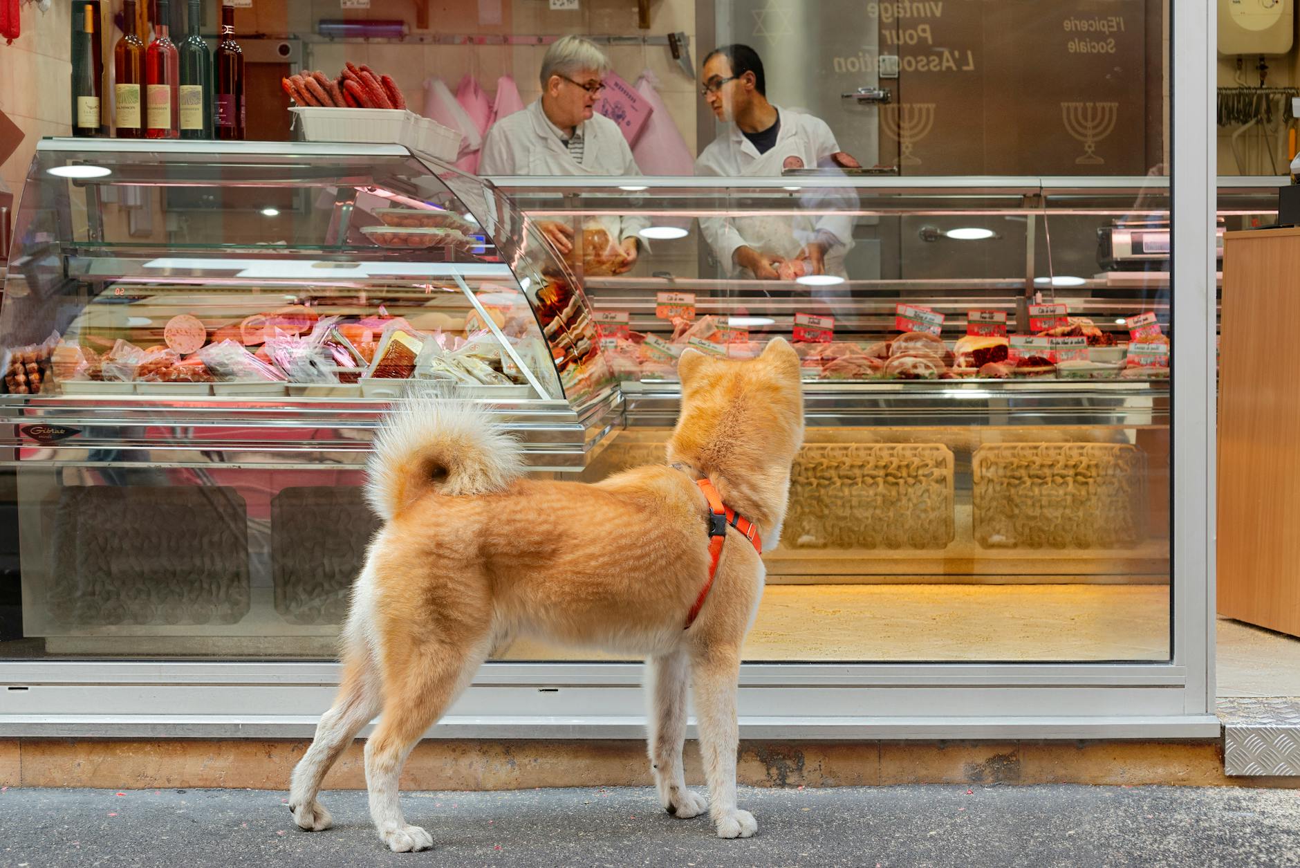 Mở Pet Shop Chiết Khấu Cao: Giải Mã Bài Toán Nhân Sự & Vận Hành