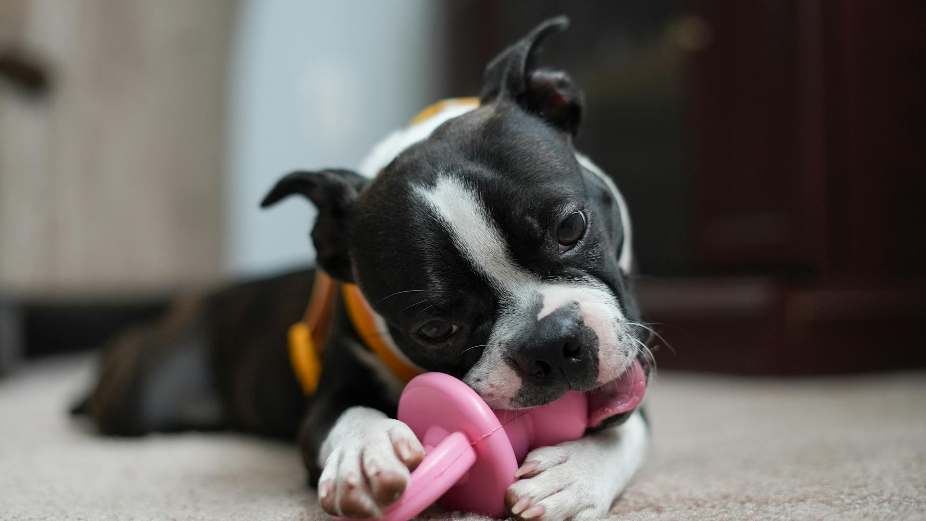 Mở pet shop chiết khấu cao tại Việt Nam: Bí quyết sống còn nhờ công nghệ