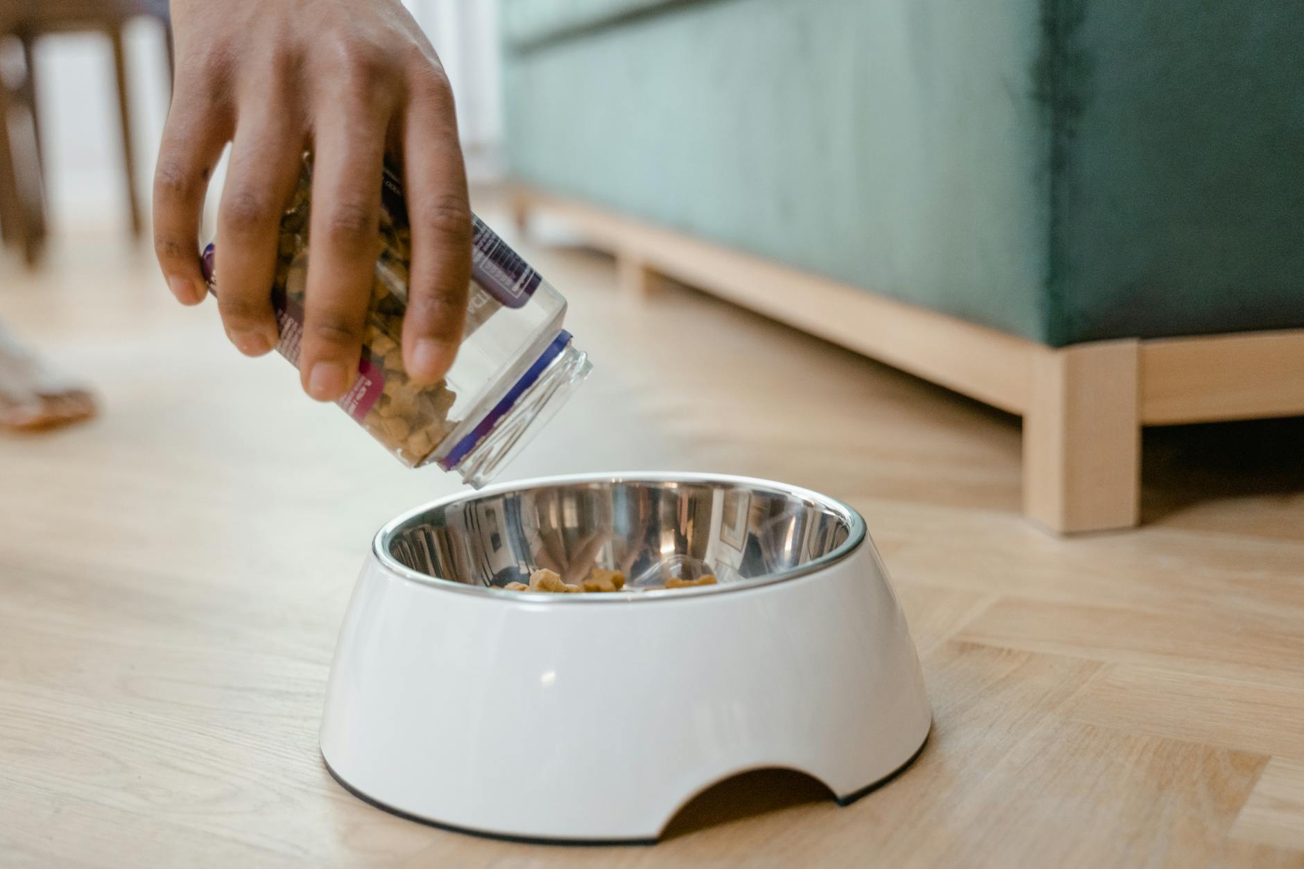 Mở Pet Shop Chiết Khấu Cao: Bí Kíp Tối Ưu Lợi Nhuận Theo Mùa