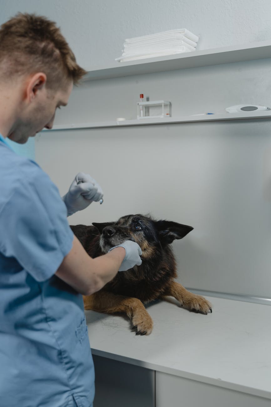 Trạm thú y tiêm phòng dại chó mèo: Làm sao sống sót giữa ‘đại gia’ ngành Pet?