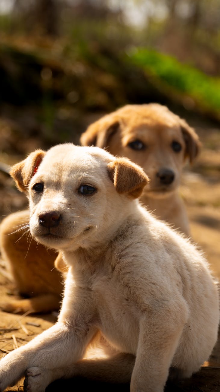 Bảng giá grooming chó mèo mới nhất Hải Phòng: Nỗi đau nhân sự & quy trình khiến shop lỗ dù đông khách