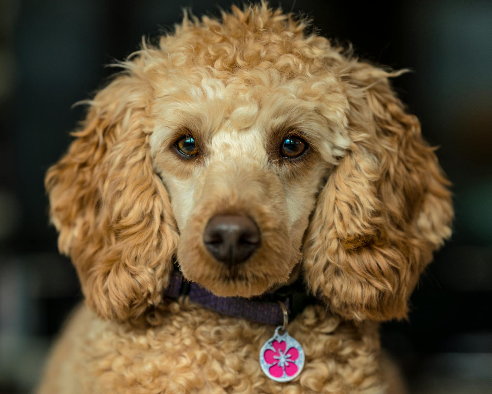 Bảng giá grooming chó mèo mới nhất khu vực Hải Phòng – Hạ Long: Công nghệ hóa trải nghiệm để tăng doanh thu