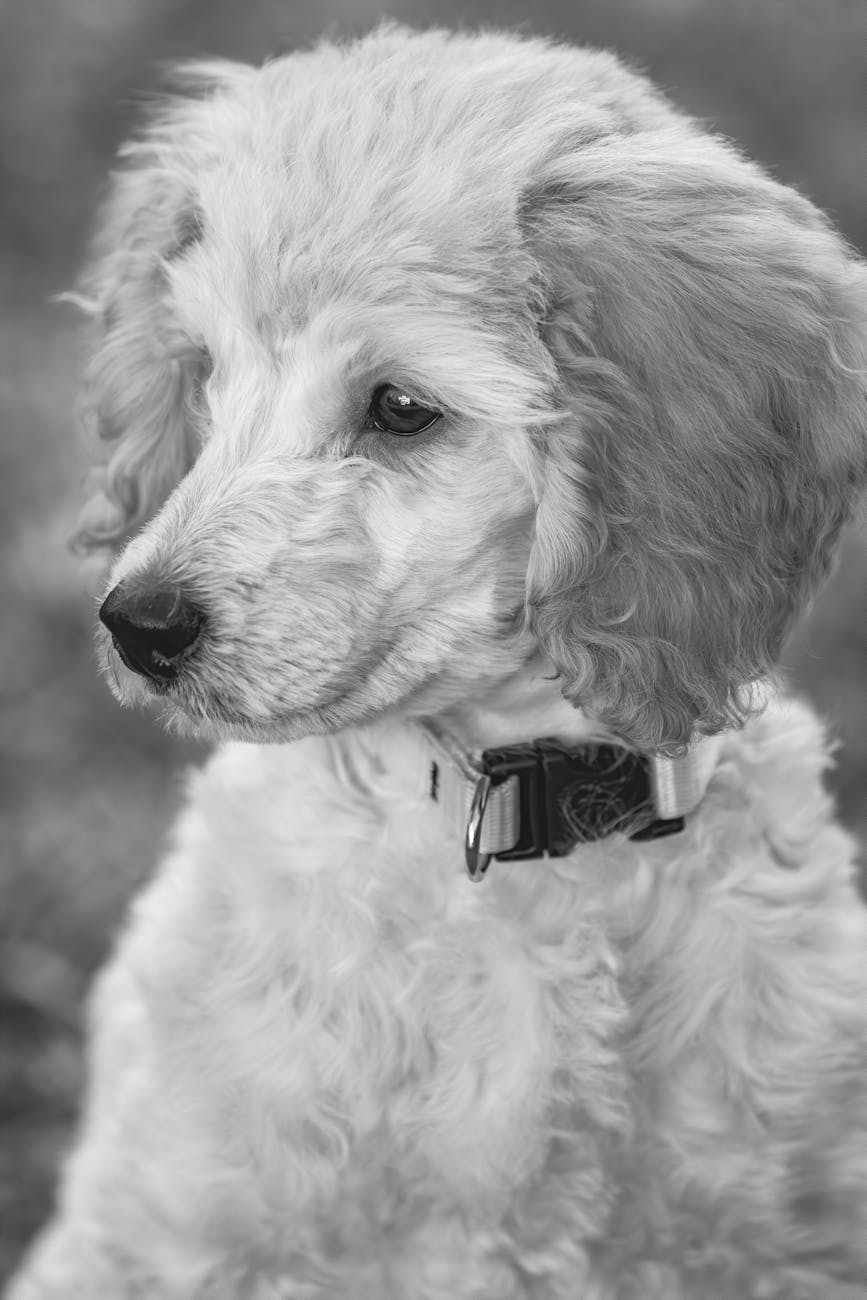 Bảng giá grooming chó mèo mới nhất khu vực Bắc Ninh – Vĩnh Phúc: UX quyết định lợi nhuận