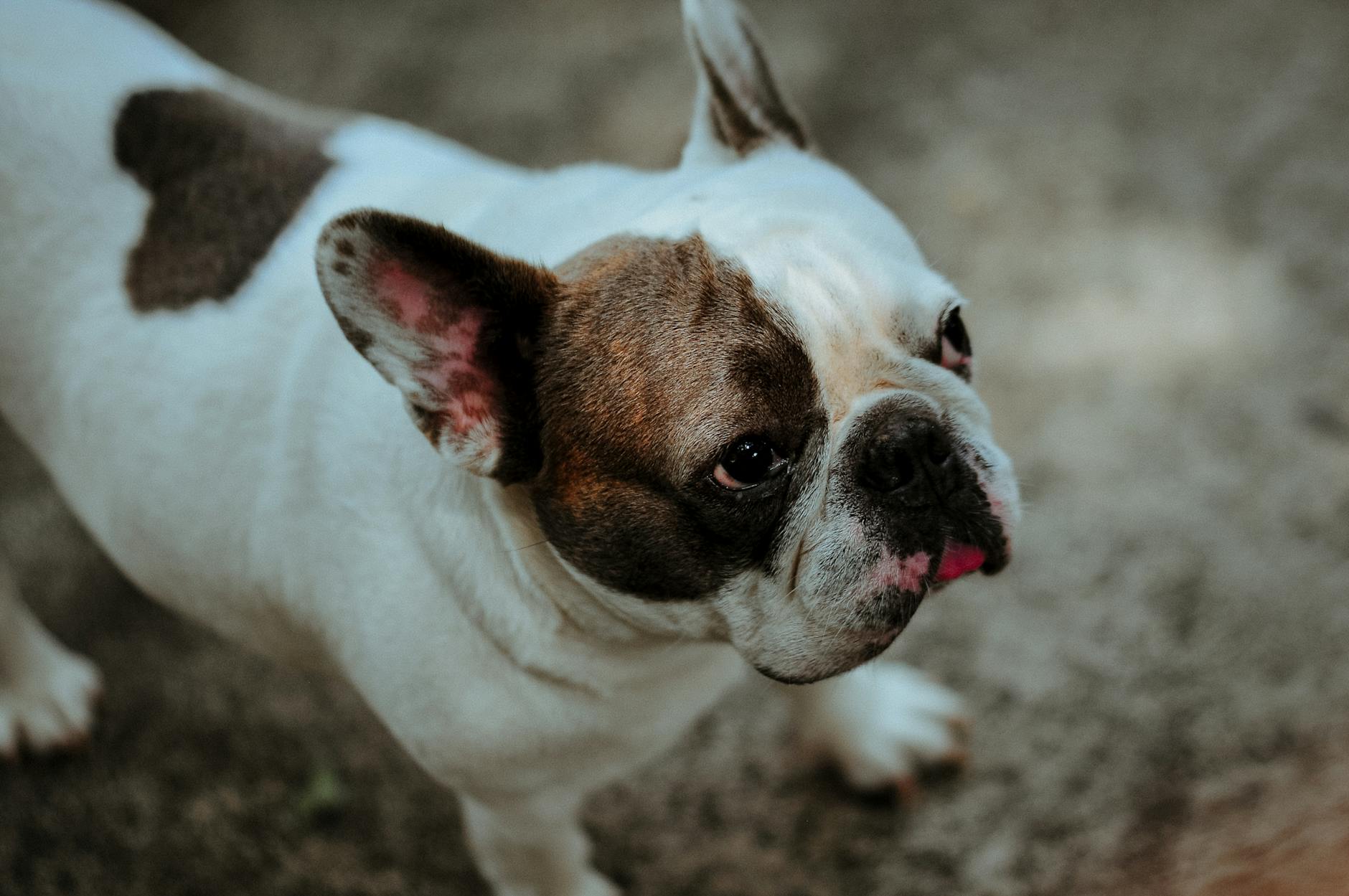 Bảng giá grooming chó mèo mới nhất khu vực Đà Nẵng – Làm sao shop nhỏ sống sót giữa các chuỗi lớn?