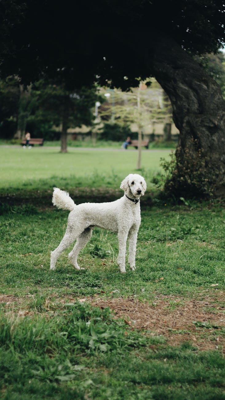 Bảng giá grooming chó mèo Đà Nẵng 2025: Bí mật dòng tiền mà 90% petshop bỏ lỡ