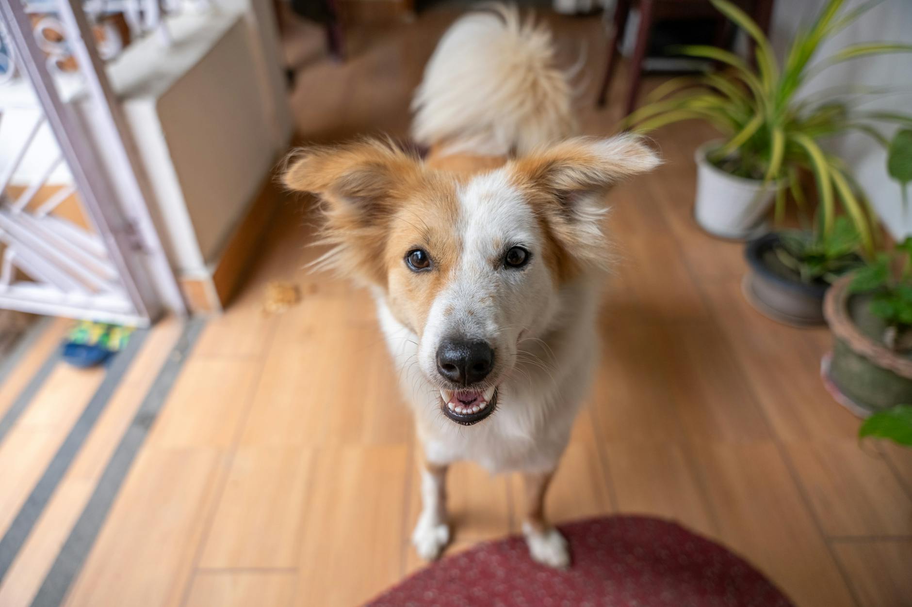 Bảng giá grooming chó mèo mới nhất khu vực Đà Nẵng – Ninh Thuận – Gia Lai – Đắk Nông: Tối ưu doanh thu theo mùa rụng lông và mưa
