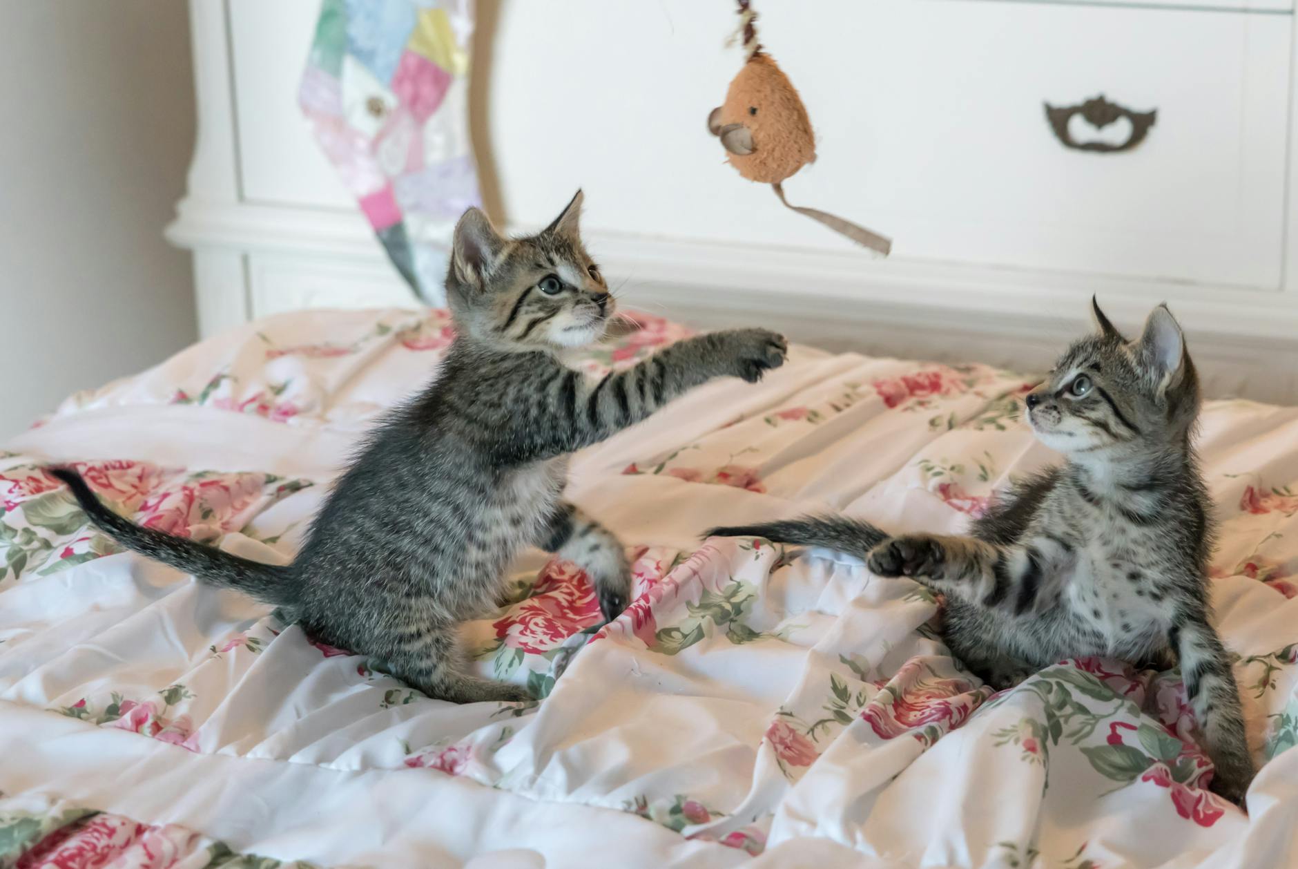 Học nghề cắt tỉa lông thú cưng tại TP.HCM: Cơ hội bứt phá biên lợi nhuận cho chủ Petshop