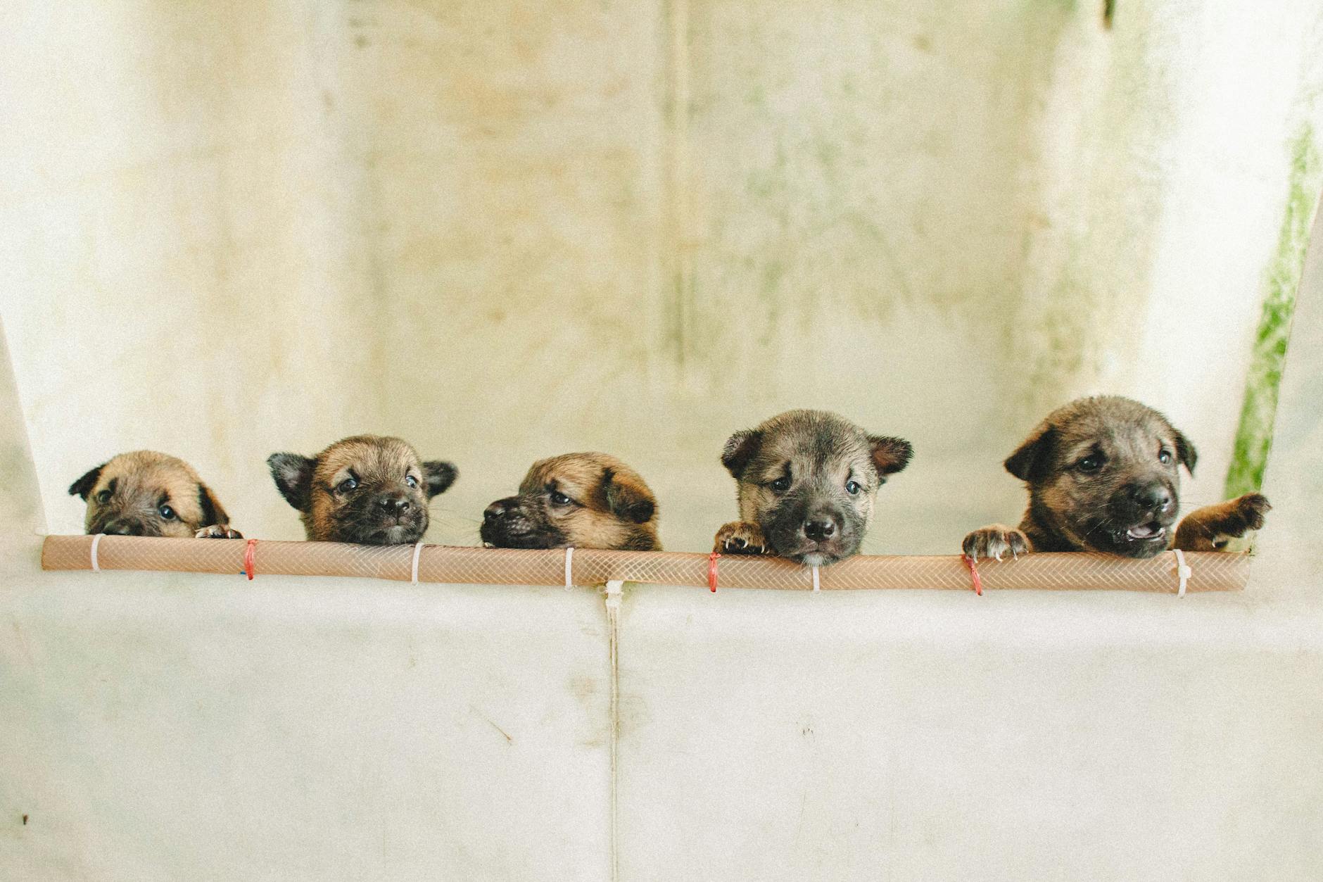 Spa cắt móng, vệ sinh tai chó mèo tại Việt Nam: Bài toán dòng tiền bị bỏ quên của chủ Petshop