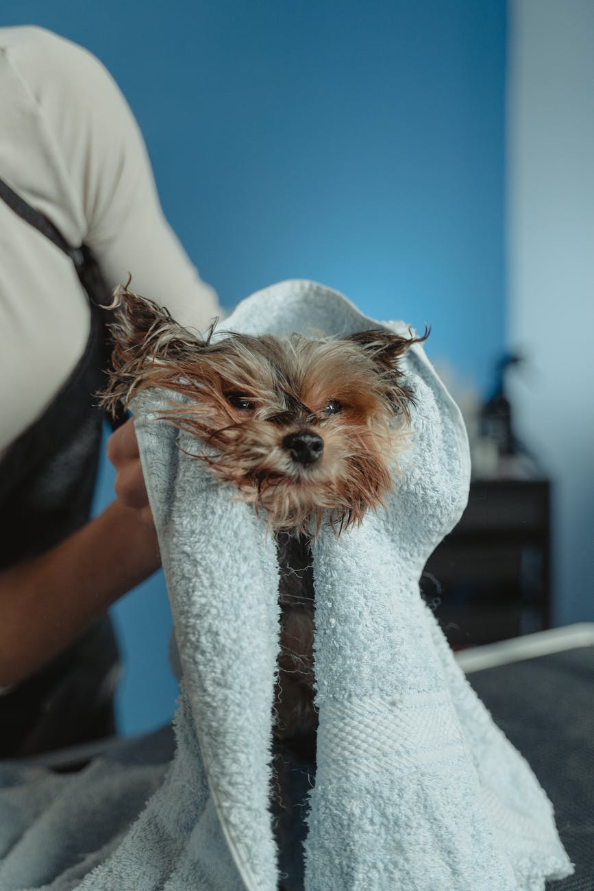 Spa cắt móng, vệ sinh tai chó mèo tại Việt Nam: Tối ưu doanh thu theo mùa mưa và mùa rụng lông