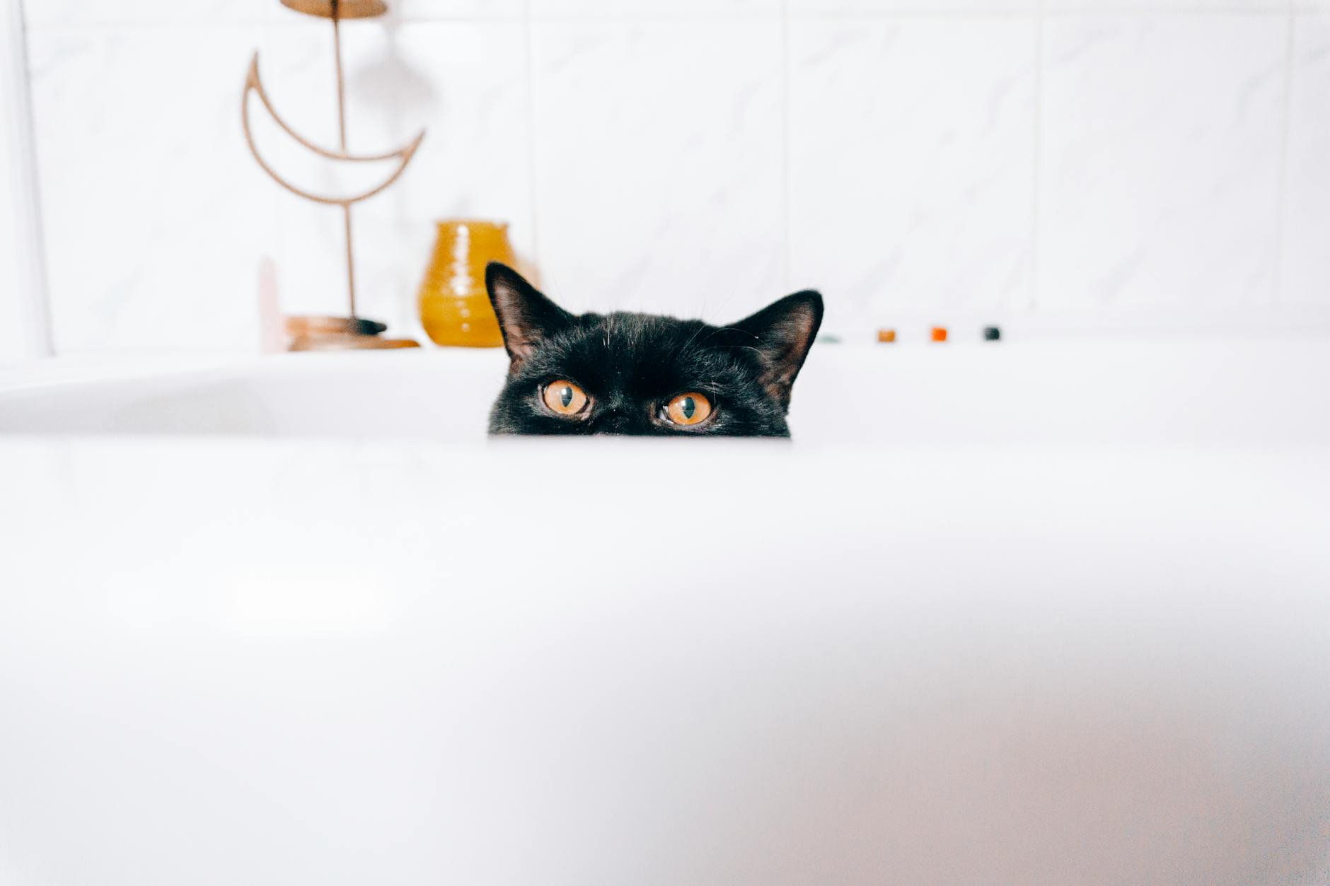 Đánh giá dịch vụ spa petshop Thái Nguyên – Cơ hội và thách thức tài chính