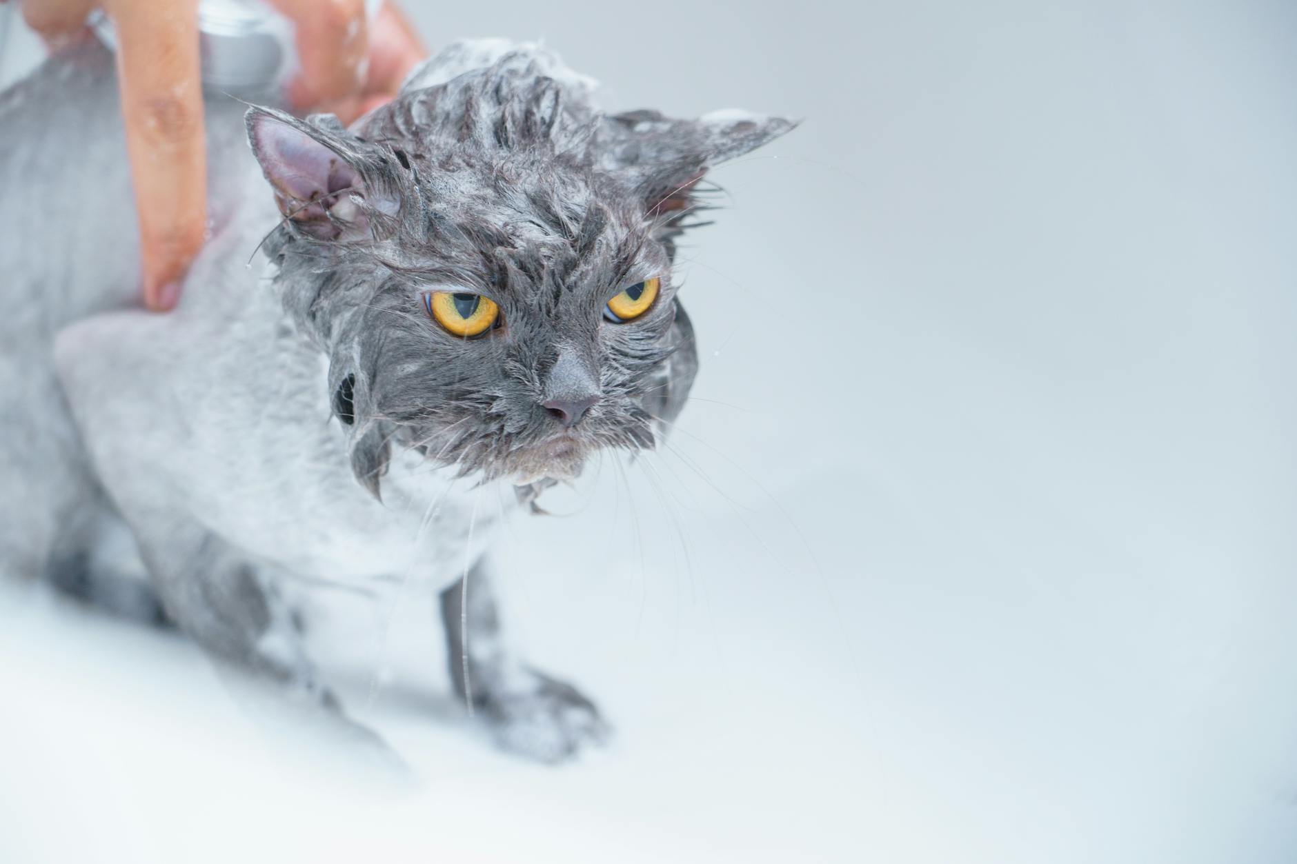 Đánh giá dịch vụ spa petshop tại Đà Nẵng – 8. Góc nhìn Mùa Vụ