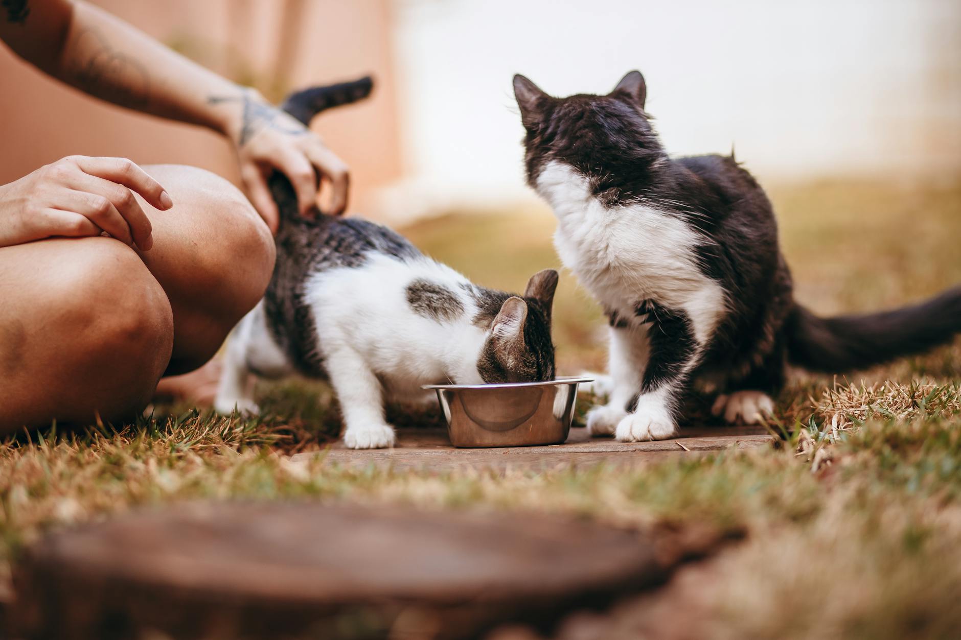 Pet Shop Freeship 5km Q.1, Q.3: Nỗi Đau Nhân Sự & Giải Pháp