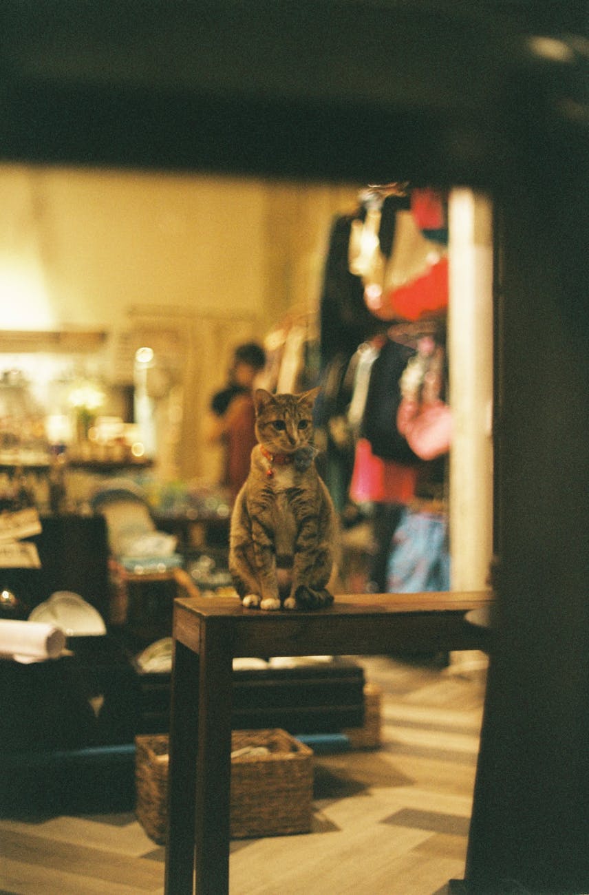 Pet Shop Freeship 5km Tại Q.3: Bật Mí Công Nghệ Quản Lý