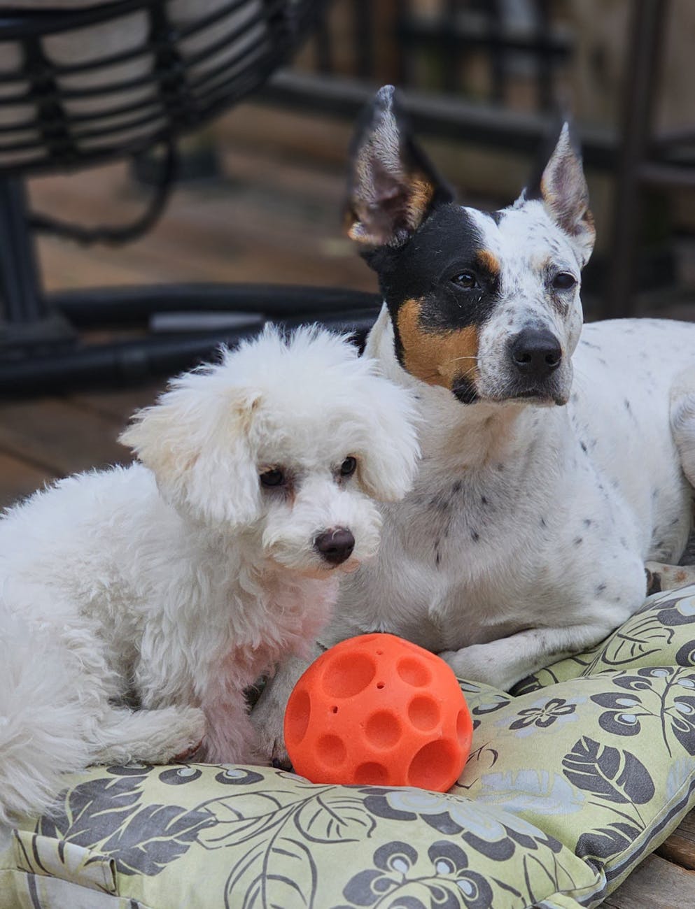 Review Mua Sắm Tại Petshop: Bí Quyết Tối Ưu Theo Mùa