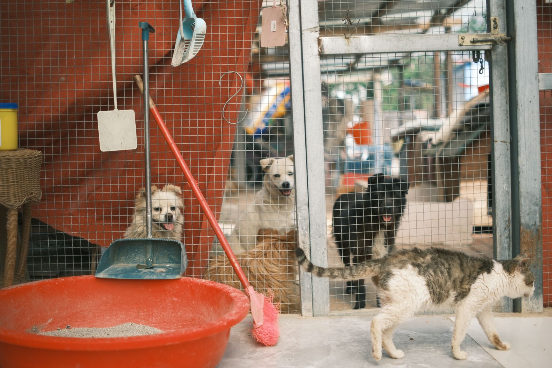 Cửa hàng thú cưng giao hàng hỏa tốc nội thành – Biến khách hàng khó tính thành Fan trung thành