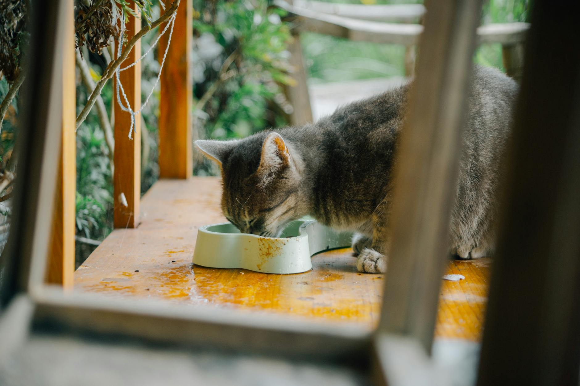 Pate tươi cho mèo gần TP.HCM – Bí quyết thiết kế shop hút khách