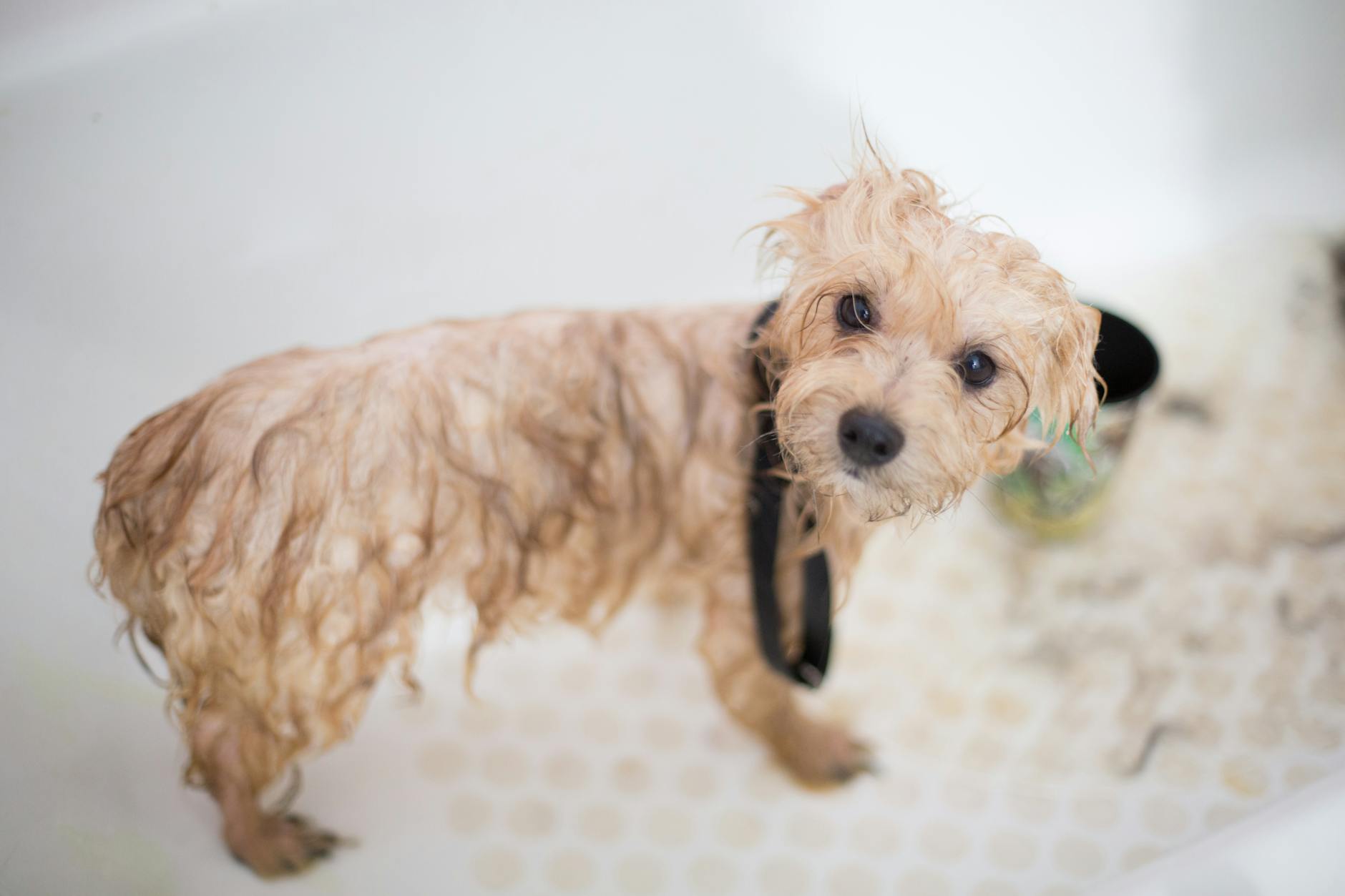 10 Spa Grooming Chó Mèo Dịch Vụ 5 Sao Tại TP.HCM – Góc Nhìn Cạnh Tranh Gián Tiếp Cho Shop Nhỏ