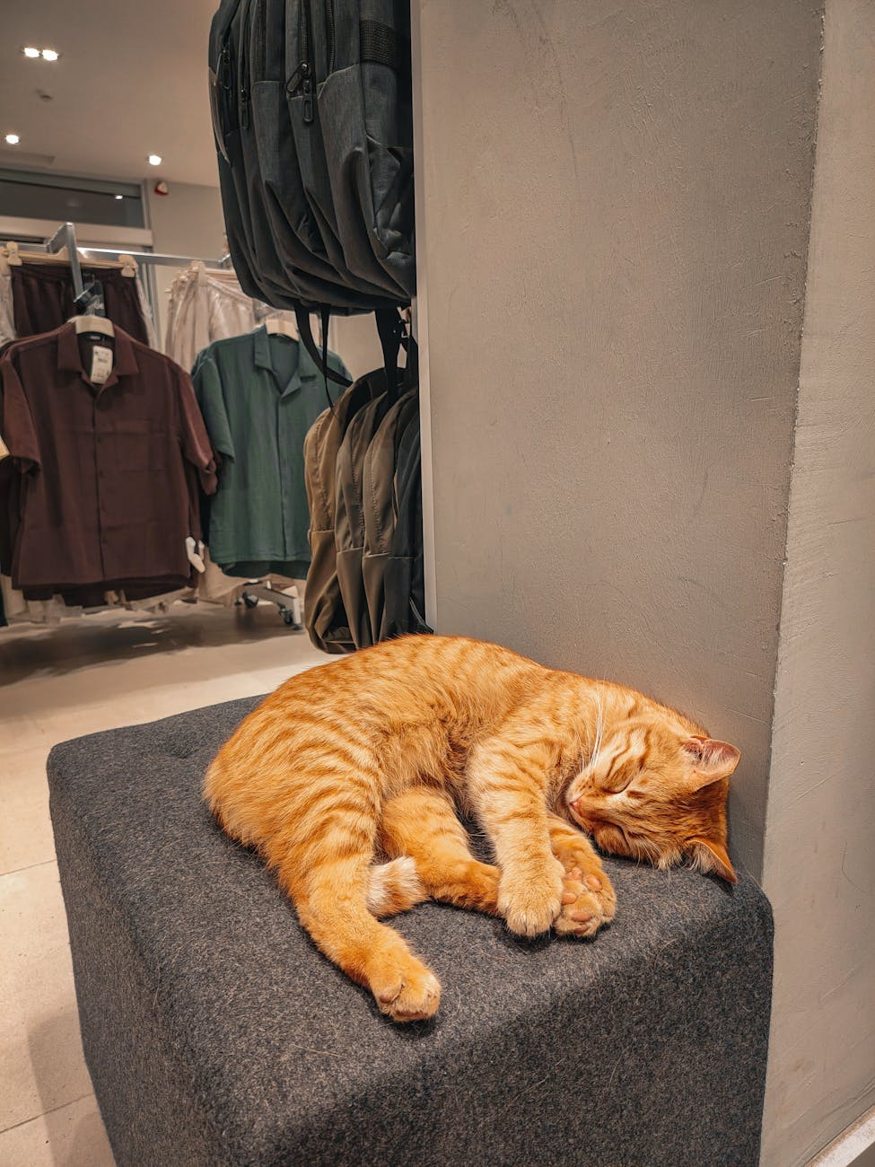5 Pet shop bán đồ độc lạ, hàng order tại TP.HCM – Cơ hội và thách thức