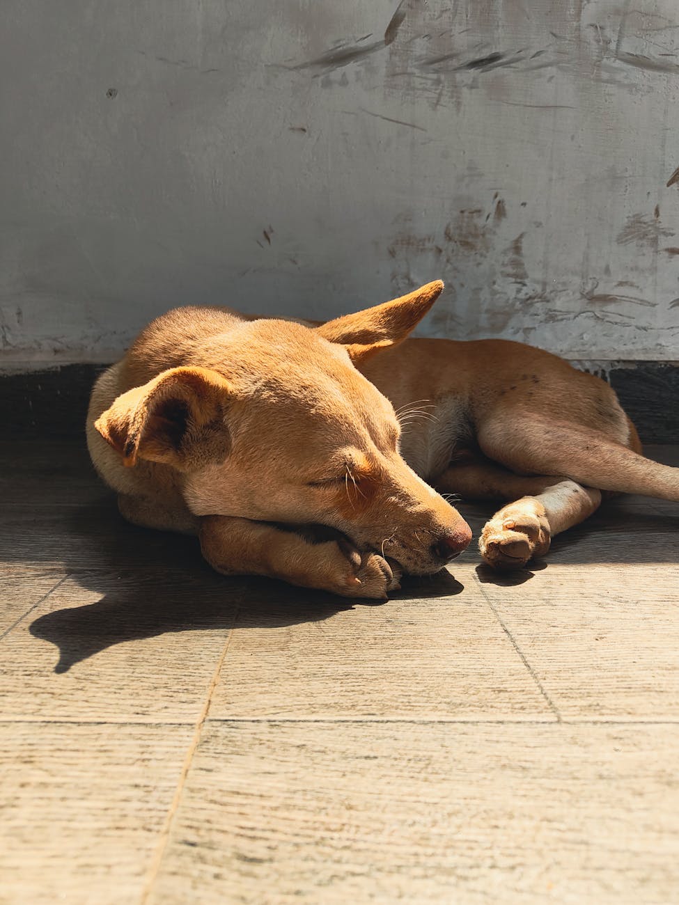 Mua nệm, ổ nằm êm ái cho chó mèo ở đâu để sống sót giữa “đại gia” ngành pet?