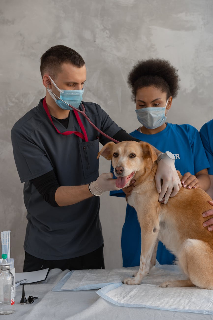 Phòng khám thú y gần đây: Dành riêng cho người dân vùng biển — xử lý ngộ độc hải sản trong 90 phút, không phải chỉ cách 500m