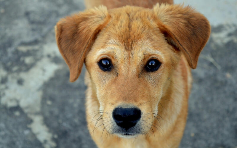 Chăm sóc thú cưng royal canin
