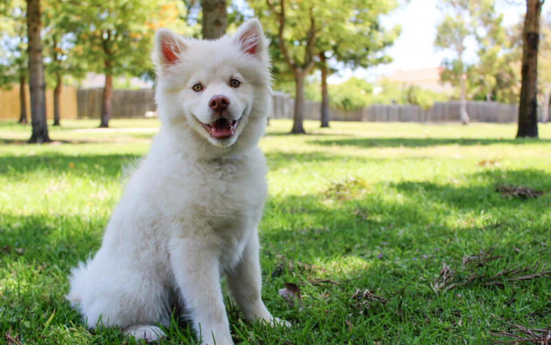 Hướng dẫn chăm sóc chó mèo royal canin