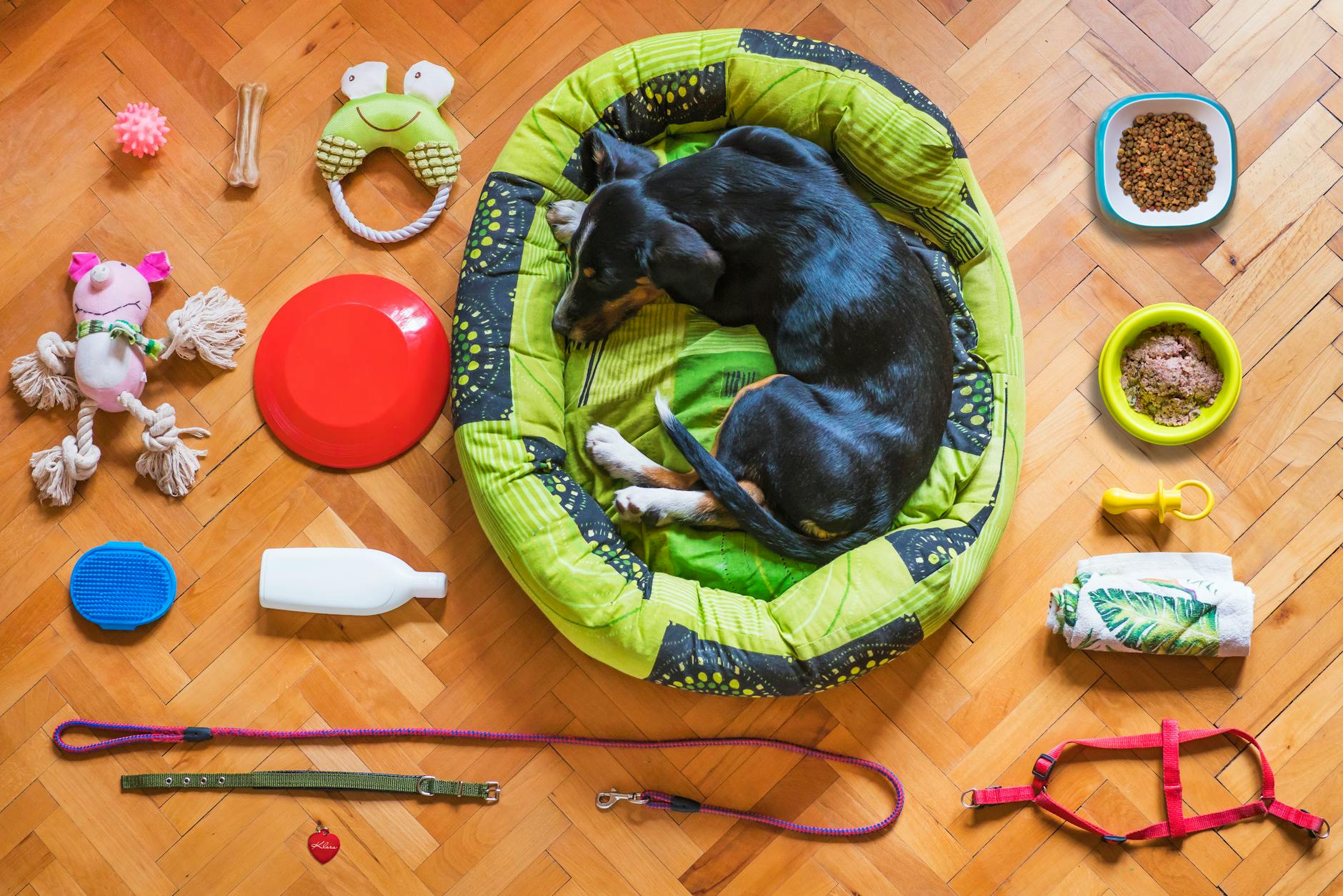 pet store near me: Khi “gần” là nơi có sàn chống trượt, kệ thấp & nhân viên giữ trẻ 90 giây — không phải chỉ cách 200m