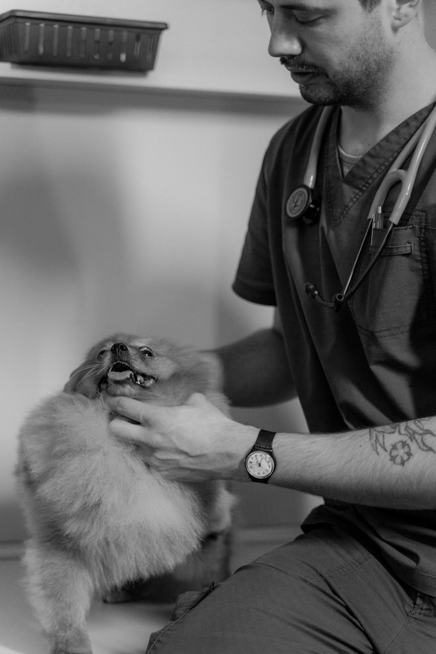 Phòng khám thú y gần đây: Dành riêng cho người nuôi bò sát — bác sĩ phải đọc được nhiệt độ, không chỉ đo được thân nhiệt