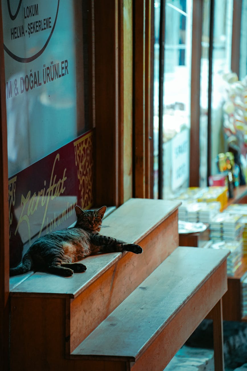pet store near me: Khi “gần” là nơi có khu vực chim bay riêng — không chỉ treo lồng, mà hiểu áp lực khí quyển trong lồng chéo