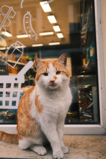 Chăm sóc thú cưng pet store near me / pet shop