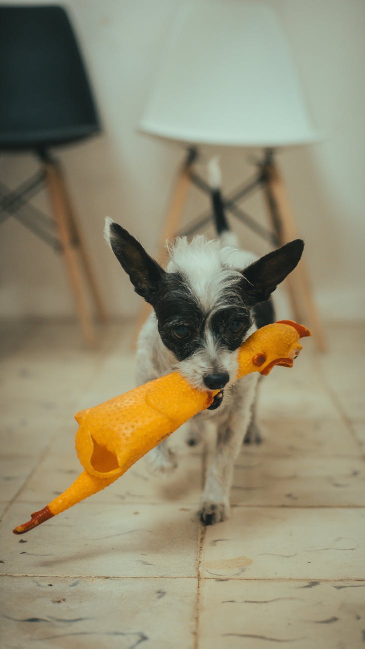 pet store near me: Mua thức ăn chó tại cửa hàng gần nhà đắt hơn mua online 3 tháng tới 2.1 triệu — tính chi tiết từng bao