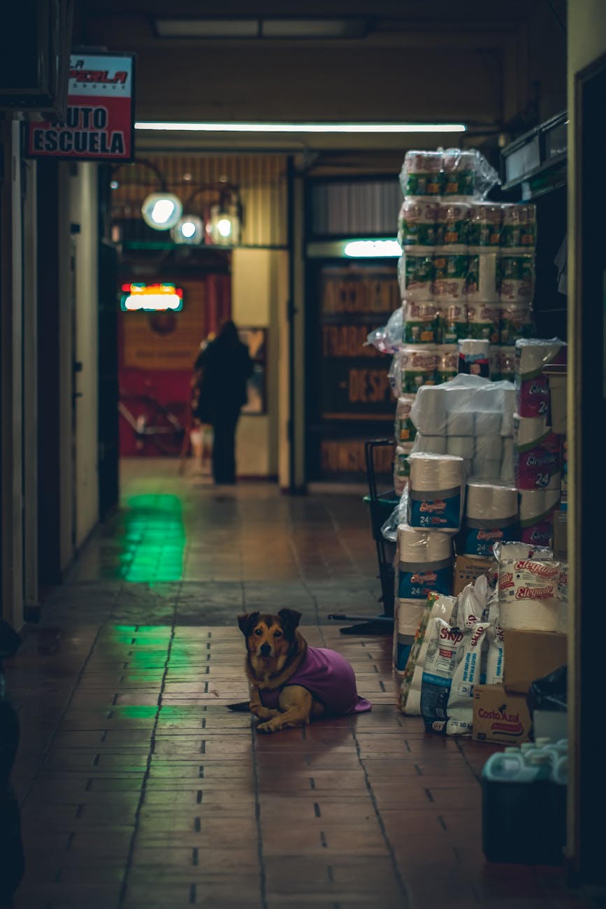 pet store near me: Khi “gần” là nơi có gói Emergency Kit chống ngập — cứu thú cưng trong 15 phút khi nước dâng