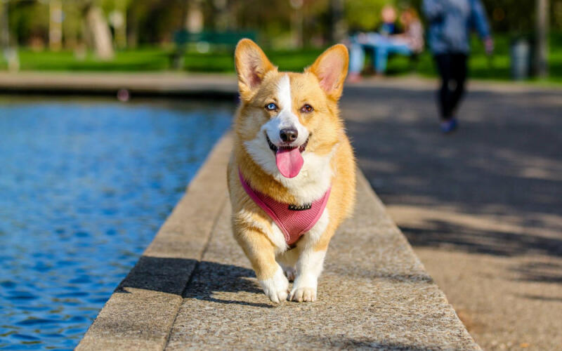 Chăm sóc thú cưng chó corgi