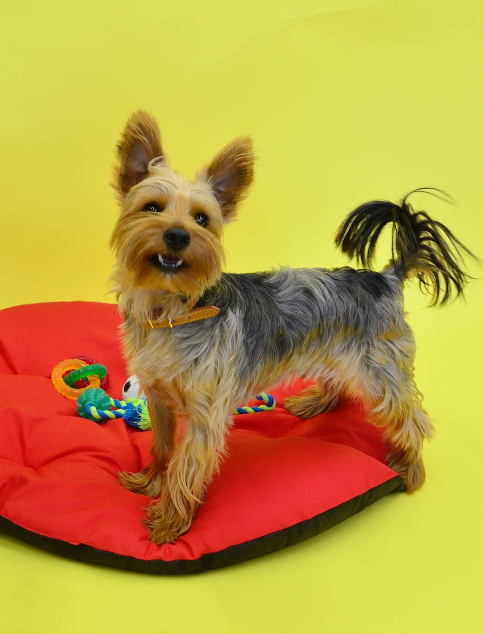 pet store near me: So sánh chính sách đổi trả thức ăn cho thú cưng giữa 5 pet store tại Hà Nội